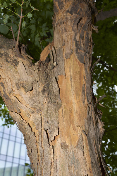 Acer buergerianum收起来了