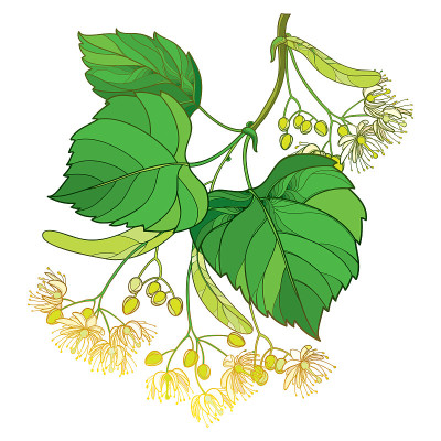 矢量轮廓椴树或椴树花束，苞片，果实和华丽的绿叶孤立在白色的背景。