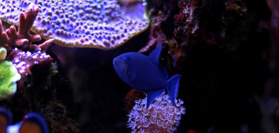 尼日尔Triggerfish (Odonus Niger)