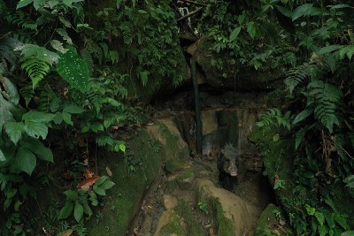 在南美洲的热带雨林中，一只白色嘴唇的美洲pecari, Tayassu pecari，站在绿色环绕的