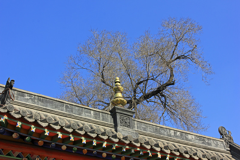 一座寺庙里的山脊和枯树，特写照片