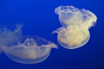水母在蓝色的