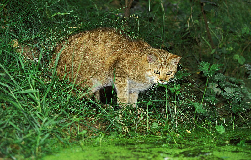 欧洲野猫，野猫，成年在池塘附近狩猎