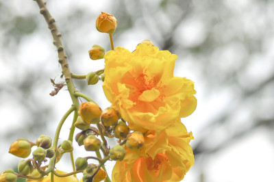 黄花或黄花