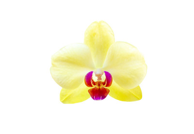 淡黄色兰花花孤立在白色背景上，靠近