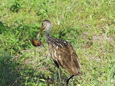 Limpkin (Aramus guarauna)嘴里叼着一只苹果蜗牛