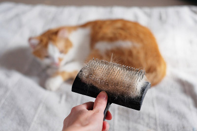 梳满了宠物毛的手和躺在后面的猫