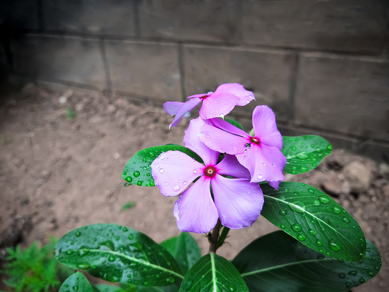 五颜六色的紫色长春花和植物。有选择性的重点