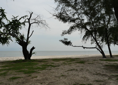 海滩上澳大利亚松树的剪影，海面平滑，美丽的蓝天上积云