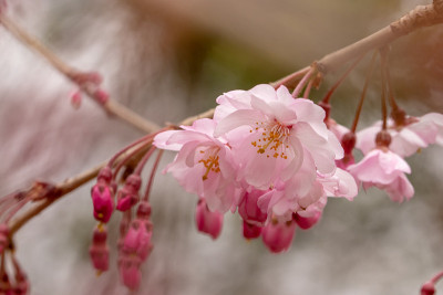 樱花，市川市，千叶县，日本