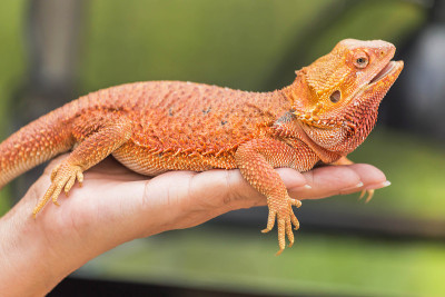 近距离的须龙(Pogona Vitticeps)澳大利亚蜥蜴