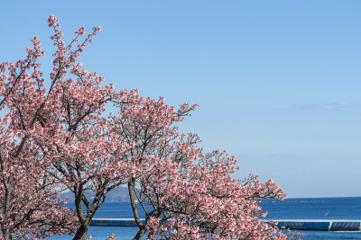 热海市太阳海滩热海市樱花