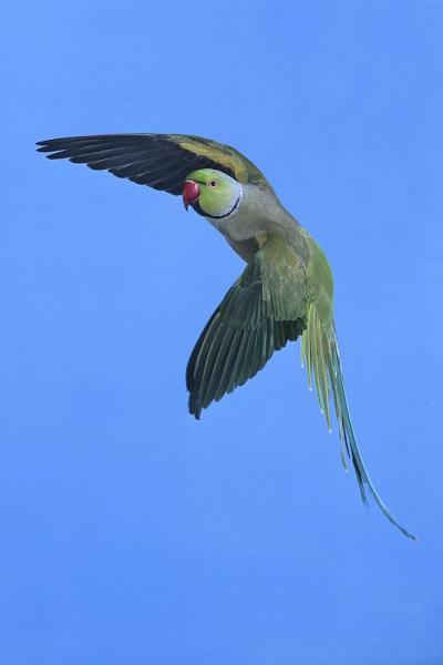 玫瑰环长尾小鹦鹉，鹦鹉，雄性飞行
