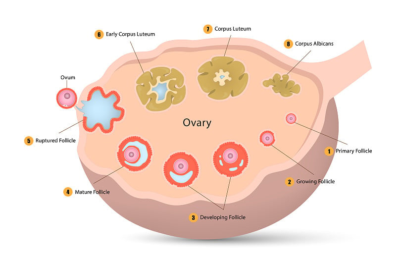 卵巢周期图