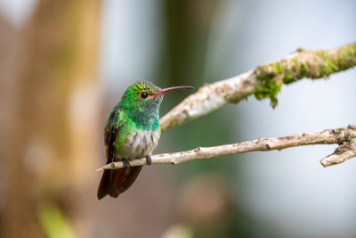 Rufous-Tailed蜂鸟