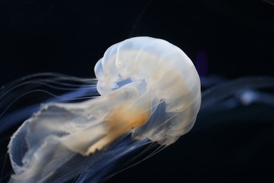 水母