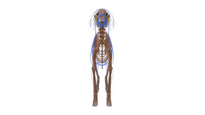 股二头肌为医学概念3D狗肌肉解剖