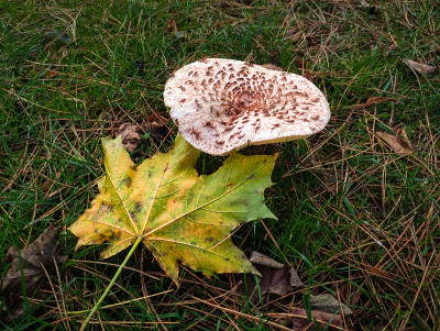 A mushroom and an autumn leaf on a meadow