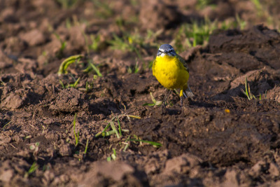 西部黄Wagtail(莫塔西拉黄)