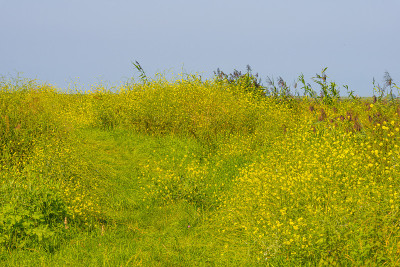 湖边有芦苇和野花，湿地在夏天的阳光下