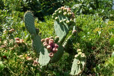 Opuntia ficus-indica