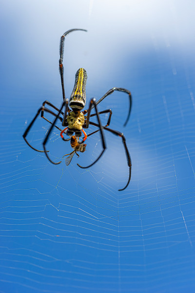 巨大的金球织布机“Nephila pilipes”