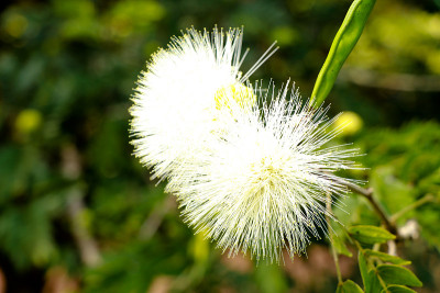 豆科紫花苜蓿或粉扑花呈白色