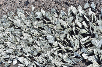 黑脉白蝴蝶(Aporia crataegi)在潮湿肮脏的地面