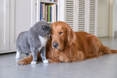 金毛寻回犬和猫