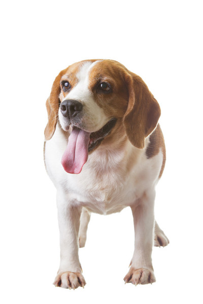 小猎犬号