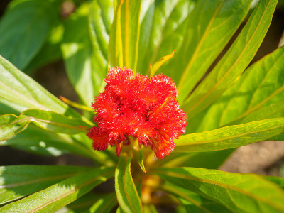 红色的花在田野