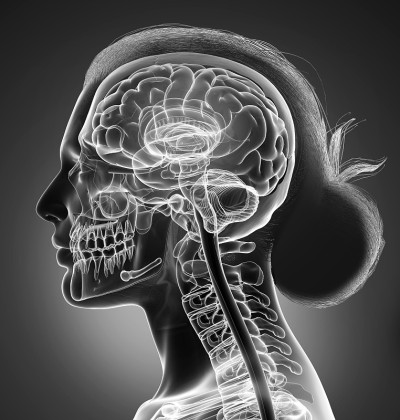 3d渲染医学上准确的女性大脑解剖示意图
