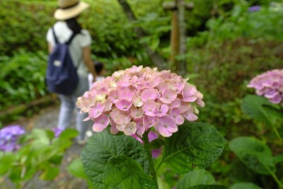 绣球花，Ukyo Ward，日本京都