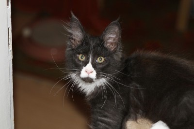 小缅因在玩小猫