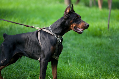 杜宾犬