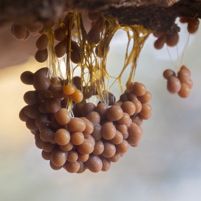 Badhamia utricularis黏菌(巴恩，荷兰)