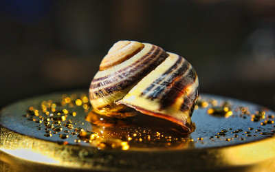 黄金蜗牛壳