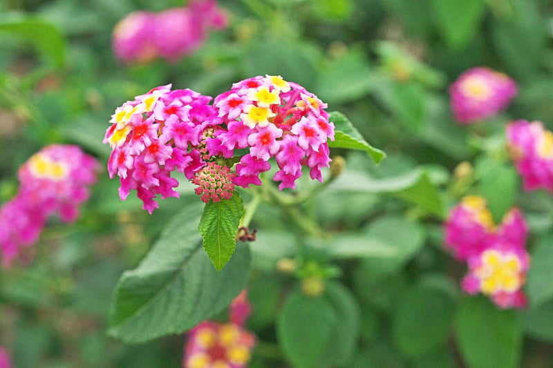 卡马拉Lantana