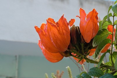 户外树的花