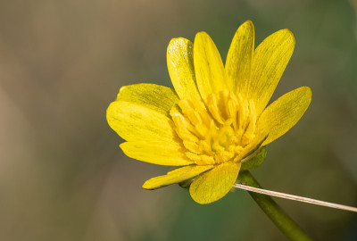小白屈菜花
