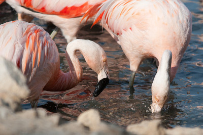 Phoenicopterus