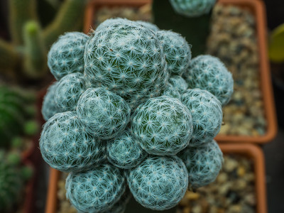 背景，美丽，美丽，开花，盛开，开花，模糊，桶，仙人掌，仙人掌，特写，概念，复制，装饰，装饰，沙漠，设