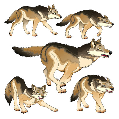 Group of isolated wolves