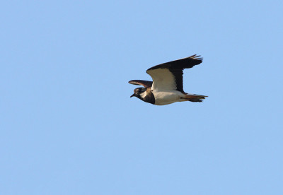 Northern Lapwing