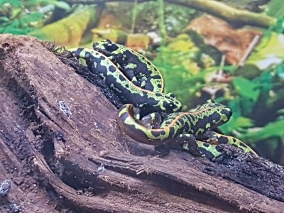 宠物动物甜