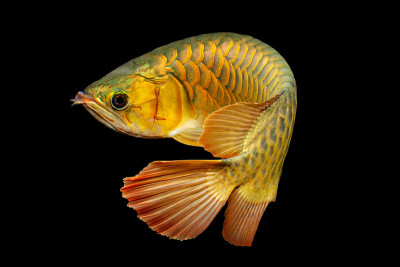 金背龙鱼(Cross Back Golden, CBG)