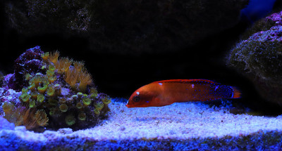 赤色非洲Wrasse - (Coris gaimard)