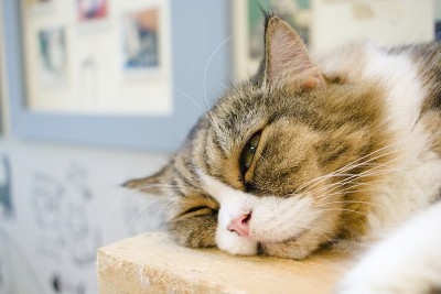 睡在盒子上的猫。