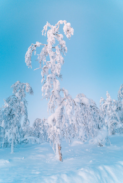 夕阳下的雪景，芬兰拉普兰冬天结冰的树木