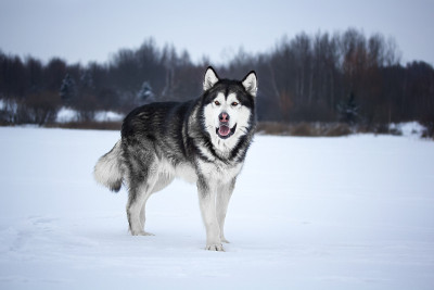 森林里的阿拉斯加雪橇犬